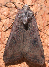 Pearly Underwing